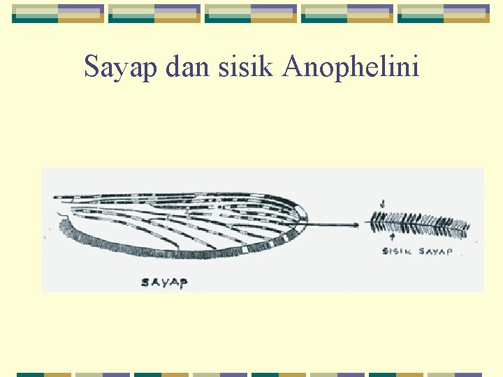 Sayap dan sisik Anophelini 