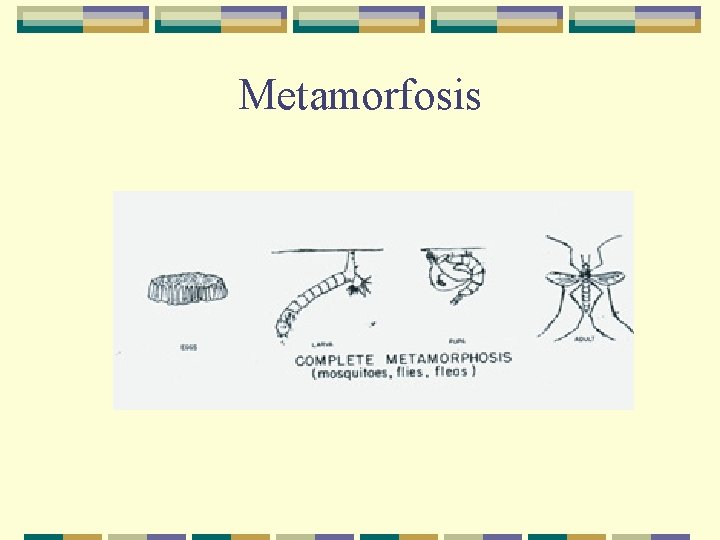 Metamorfosis 