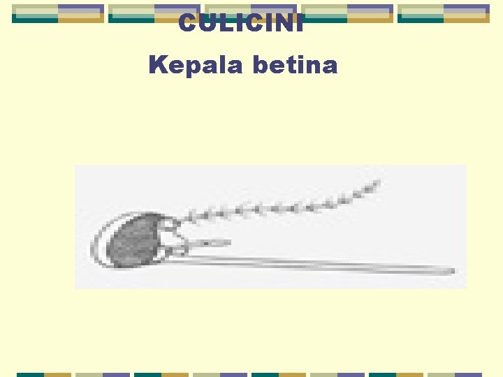 CULICINI Kepala betina 