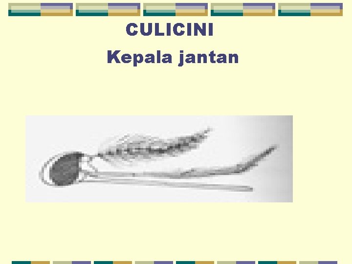 CULICINI Kepala jantan 