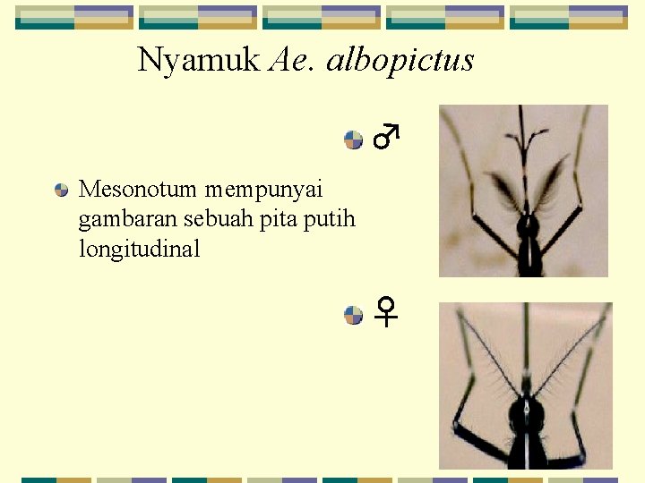 Nyamuk Ae. albopictus ♂ Mesonotum mempunyai gambaran sebuah pita putih longitudinal ♀ 