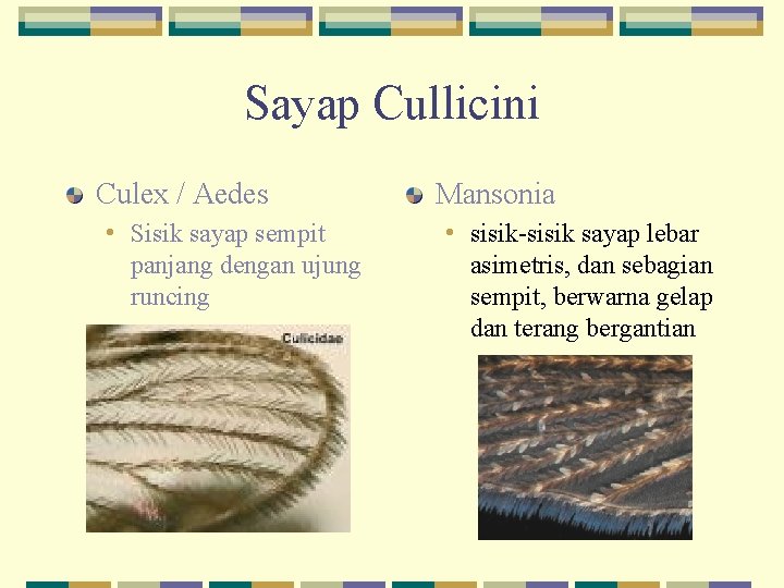 Sayap Cullicini Culex / Aedes • Sisik sayap sempit panjang dengan ujung runcing •