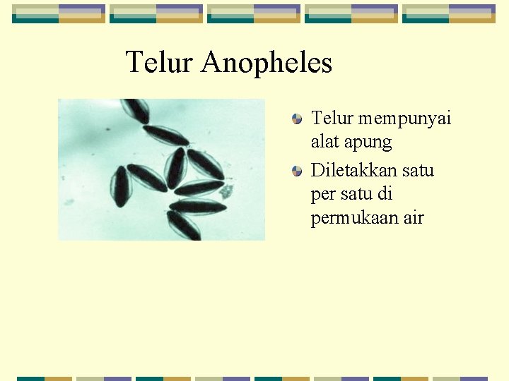 Telur Anopheles Telur mempunyai alat apung Diletakkan satu per satu di permukaan air 