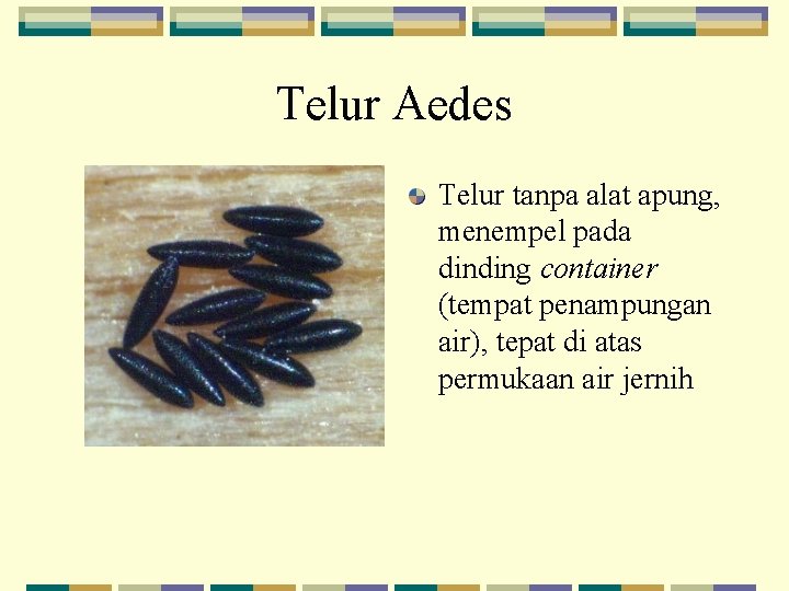 Telur Aedes Telur tanpa alat apung, menempel pada dinding container (tempat penampungan air), tepat