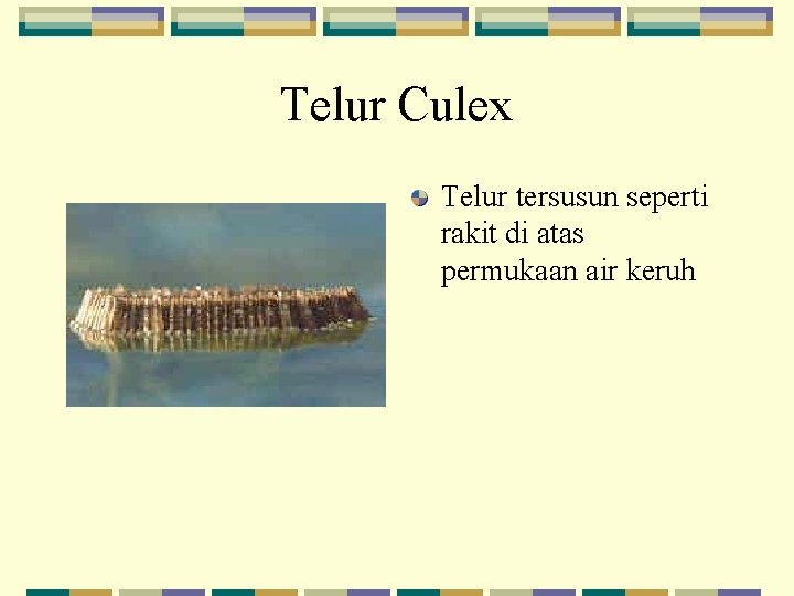 Telur Culex Telur tersusun seperti rakit di atas permukaan air keruh 