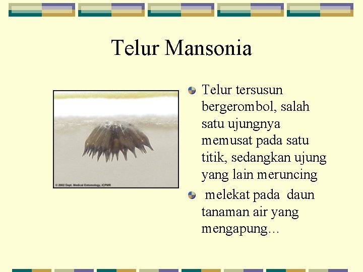 Telur Mansonia Telur tersusun bergerombol, salah satu ujungnya memusat pada satu titik, sedangkan ujung