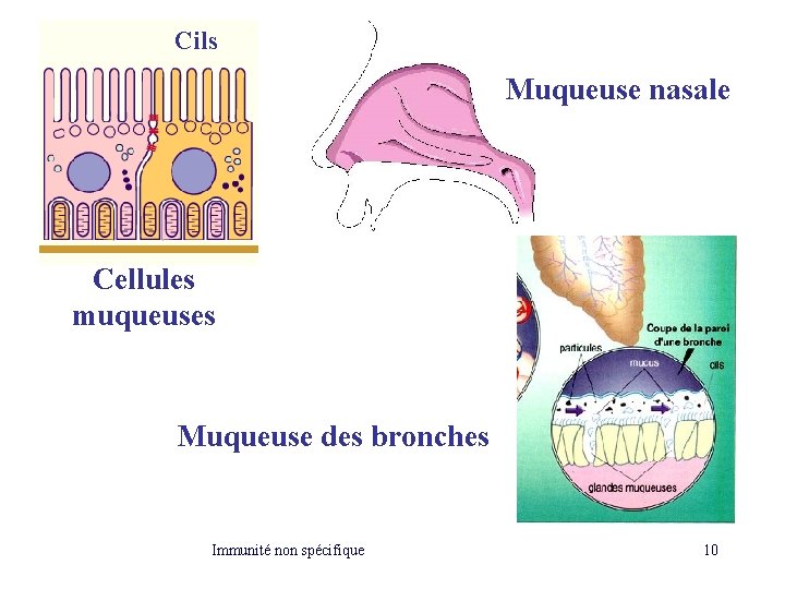 Cils Muqueuse nasale Cellules muqueuses Muqueuse des bronches Immunité non spécifique 10 