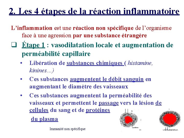 2. Les 4 étapes de la réaction inflammatoire L’inflammation est une réaction non spécifique