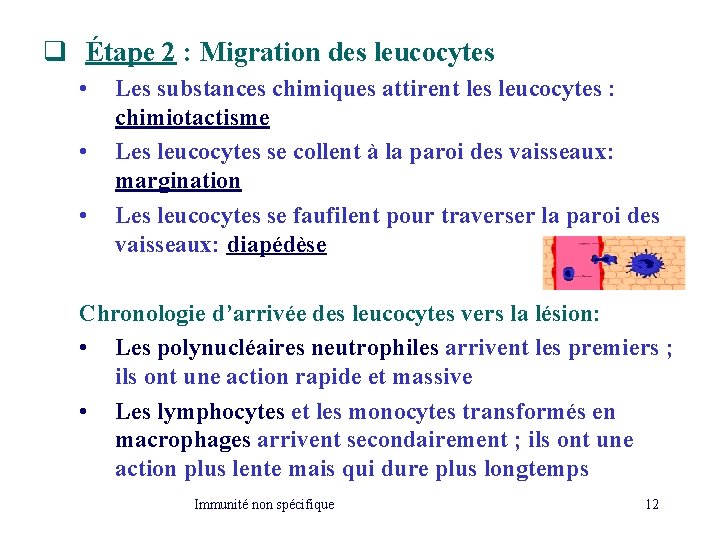 q Étape 2 : Migration des leucocytes • • • Les substances chimiques attirent q Étape 2 : Migration des leucocytes • • • Les substances chimiques attirent