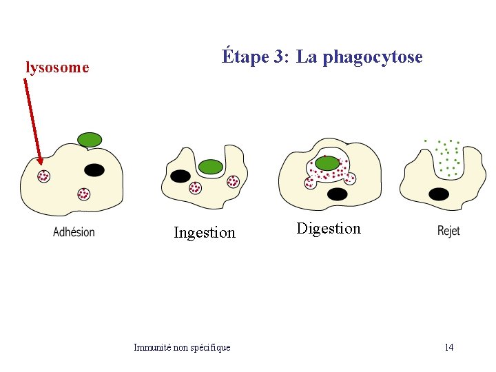 lysosome Étape 3: La phagocytose Ingestion Immunité non spécifique Digestion 14 