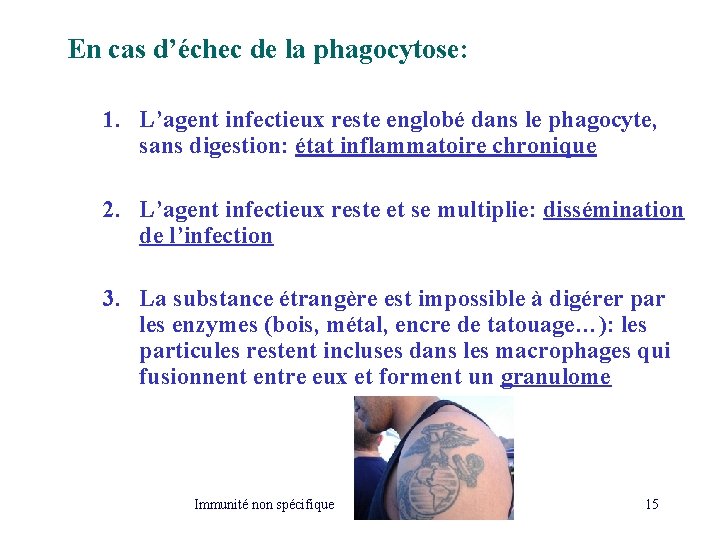 En cas d’échec de la phagocytose: 1. L’agent infectieux reste englobé dans le phagocyte,