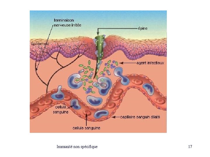 Immunité non spécifique 17 Immunité non spécifique 17