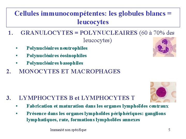 Cellules immunocompétentes: les globules blancs = leucocytes 1. GRANULOCYTES = POLYNUCLEAIRES (60 à 70% Cellules immunocompétentes: les globules blancs = leucocytes 1. GRANULOCYTES = POLYNUCLEAIRES (60 à 70%