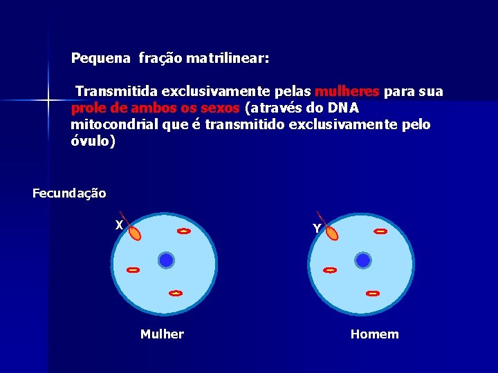 Pequena fração matrilinear: Transmitida exclusivamente pelas mulheres para sua prole de ambos os sexos Pequena fração matrilinear: Transmitida exclusivamente pelas mulheres para sua prole de ambos os sexos