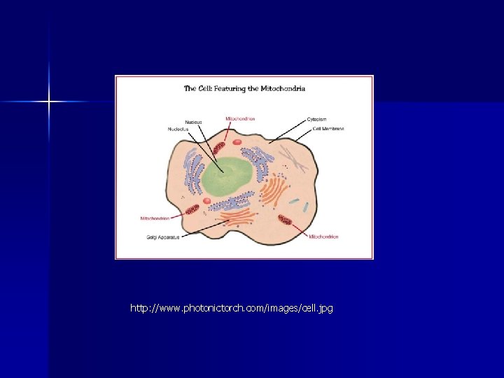 http: //www. photonictorch. com/images/cell. jpg http: //www. photonictorch. com/images/cell. jpg