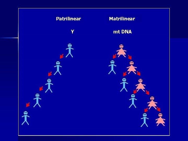 Patrilinear Matrilinear Patrilinear Matrilinear