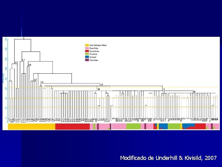 Modificado de Underhill & Kivisild, 2007 Modificado de Underhill & Kivisild, 2007