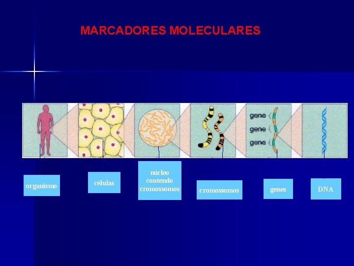 MARCADORES MOLECULARES organismo células núcleo contendo cromossomos genes DNA MARCADORES MOLECULARES organismo células núcleo contendo cromossomos genes DNA