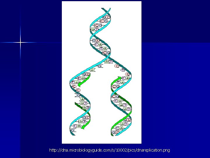 http: //dna. microbiologyguide. com/s/10002/pics/dnareplication. png http: //dna. microbiologyguide. com/s/10002/pics/dnareplication. png