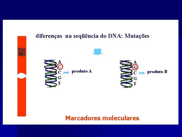 DNA diferenças na seqüência do DNA: Mutações A C C G T produto A DNA diferenças na seqüência do DNA: Mutações A C C G T produto A
