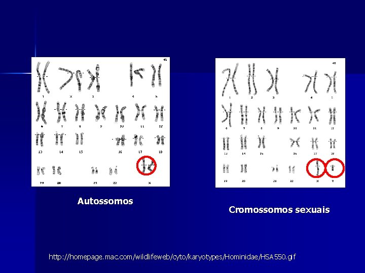Autossomos Cromossomos sexuais http: //homepage. mac. com/wildlifeweb/cyto/karyotypes/Hominidae/HSA 550. gif Autossomos Cromossomos sexuais http: //homepage. mac. com/wildlifeweb/cyto/karyotypes/Hominidae/HSA 550. gif