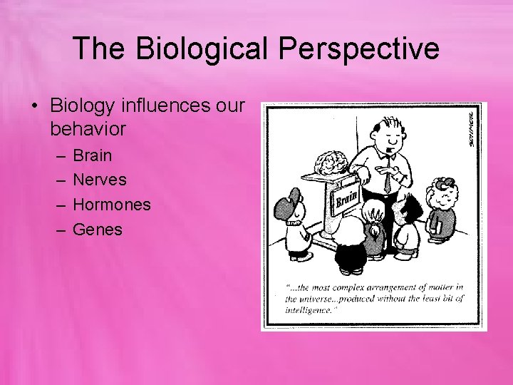 The Biological Perspective • Biology influences our behavior – – Brain Nerves Hormones Genes