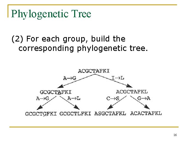 Phylogenetic Tree (2) For each group, build the corresponding phylogenetic tree. 16 