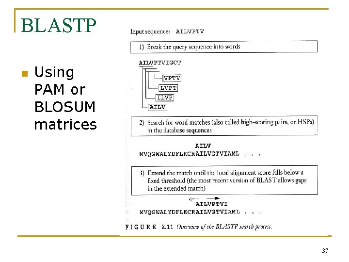 BLASTP n Using PAM or BLOSUM matrices 37 
