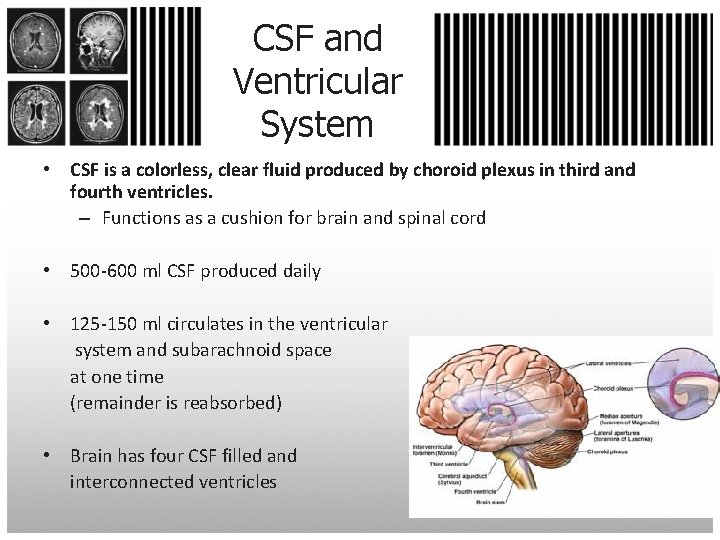CSF and Ventricular System • CSF is a colorless, clear fluid produced by choroid