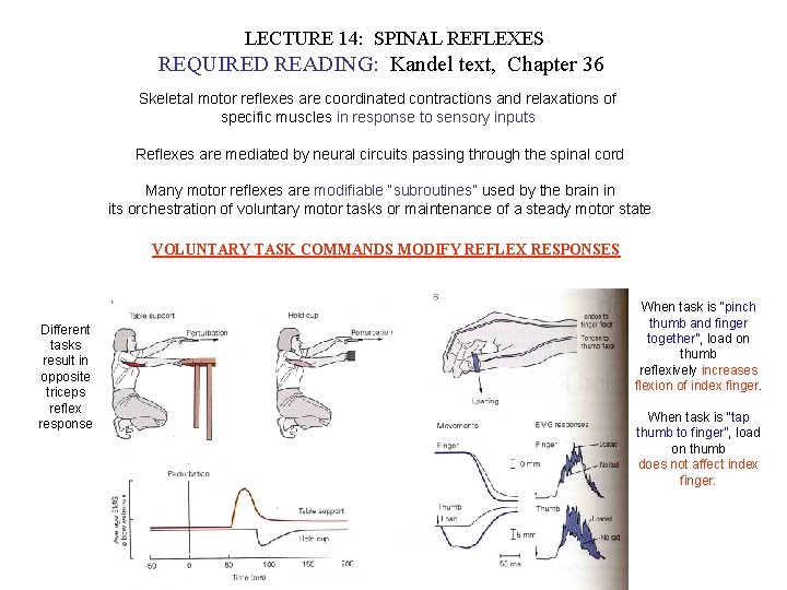 LECTURE 14: SPINAL REFLEXES REQUIRED READING: Kandel text, Chapter 36 Skeletal motor reflexes are LECTURE 14: SPINAL REFLEXES REQUIRED READING: Kandel text, Chapter 36 Skeletal motor reflexes are