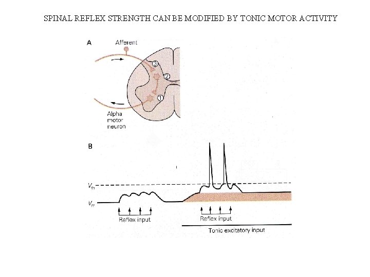 SPINAL REFLEX STRENGTH CAN BE MODIFIED BY TONIC MOTOR ACTIVITY SPINAL REFLEX STRENGTH CAN BE MODIFIED BY TONIC MOTOR ACTIVITY