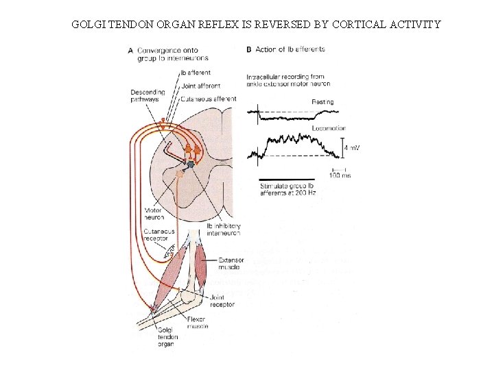 GOLGI TENDON ORGAN REFLEX IS REVERSED BY CORTICAL ACTIVITY GOLGI TENDON ORGAN REFLEX IS REVERSED BY CORTICAL ACTIVITY