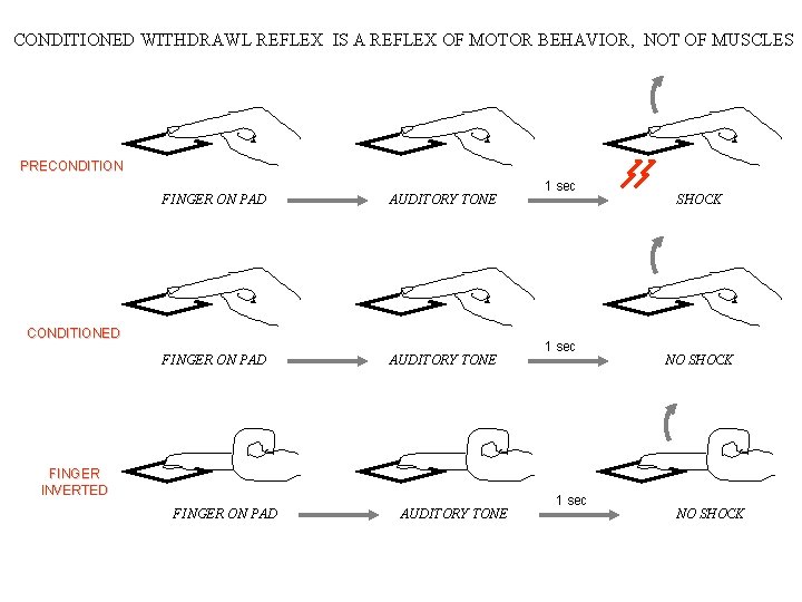 CONDITIONED WITHDRAWL REFLEX IS A REFLEX OF MOTOR BEHAVIOR, NOT OF MUSCLES PRECONDITION FINGER CONDITIONED WITHDRAWL REFLEX IS A REFLEX OF MOTOR BEHAVIOR, NOT OF MUSCLES PRECONDITION FINGER