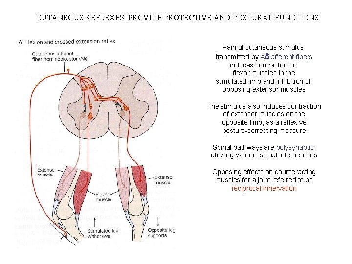 CUTANEOUS REFLEXES PROVIDE PROTECTIVE AND POSTURAL FUNCTIONS Painful cutaneous stimulus transmitted by Ad afferent CUTANEOUS REFLEXES PROVIDE PROTECTIVE AND POSTURAL FUNCTIONS Painful cutaneous stimulus transmitted by Ad afferent