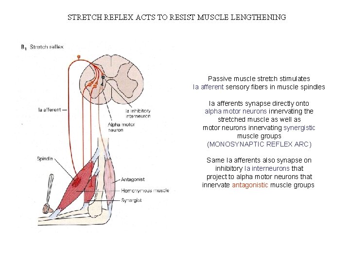STRETCH REFLEX ACTS TO RESIST MUSCLE LENGTHENING Passive muscle stretch stimulates Ia afferent sensory STRETCH REFLEX ACTS TO RESIST MUSCLE LENGTHENING Passive muscle stretch stimulates Ia afferent sensory