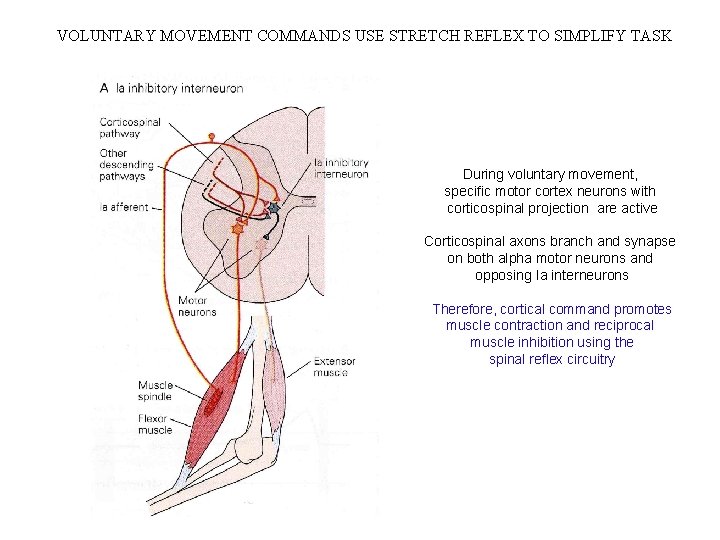 VOLUNTARY MOVEMENT COMMANDS USE STRETCH REFLEX TO SIMPLIFY TASK During voluntary movement, specific motor VOLUNTARY MOVEMENT COMMANDS USE STRETCH REFLEX TO SIMPLIFY TASK During voluntary movement, specific motor