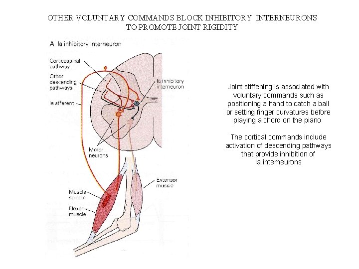 OTHER VOLUNTARY COMMANDS BLOCK INHIBITORY INTERNEURONS TO PROMOTE JOINT RIGIDITY Joint stiffening is associated OTHER VOLUNTARY COMMANDS BLOCK INHIBITORY INTERNEURONS TO PROMOTE JOINT RIGIDITY Joint stiffening is associated