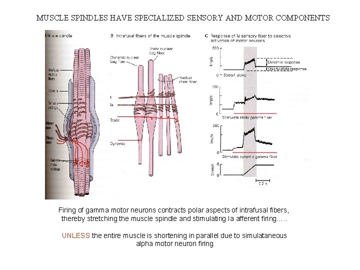 MUSCLE SPINDLES HAVE SPECIALIZED SENSORY AND MOTOR COMPONENTS Firing of gamma motor neurons contracts MUSCLE SPINDLES HAVE SPECIALIZED SENSORY AND MOTOR COMPONENTS Firing of gamma motor neurons contracts
