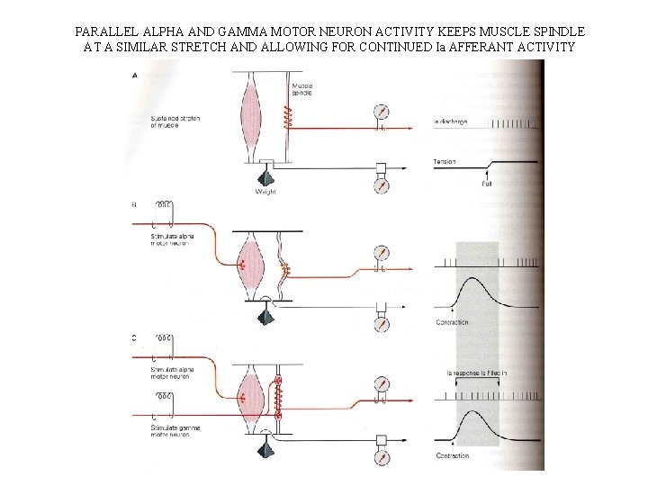 PARALLEL ALPHA AND GAMMA MOTOR NEURON ACTIVITY KEEPS MUSCLE SPINDLE AT A SIMILAR STRETCH PARALLEL ALPHA AND GAMMA MOTOR NEURON ACTIVITY KEEPS MUSCLE SPINDLE AT A SIMILAR STRETCH