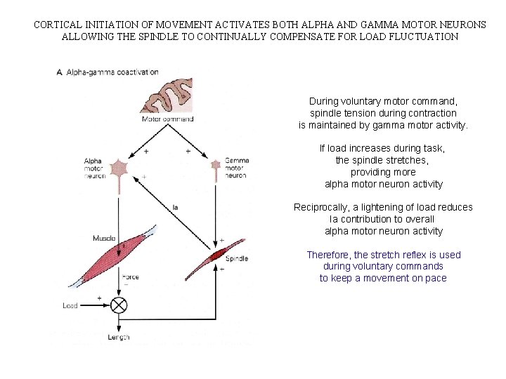 CORTICAL INITIATION OF MOVEMENT ACTIVATES BOTH ALPHA AND GAMMA MOTOR NEURONS ALLOWING THE SPINDLE CORTICAL INITIATION OF MOVEMENT ACTIVATES BOTH ALPHA AND GAMMA MOTOR NEURONS ALLOWING THE SPINDLE