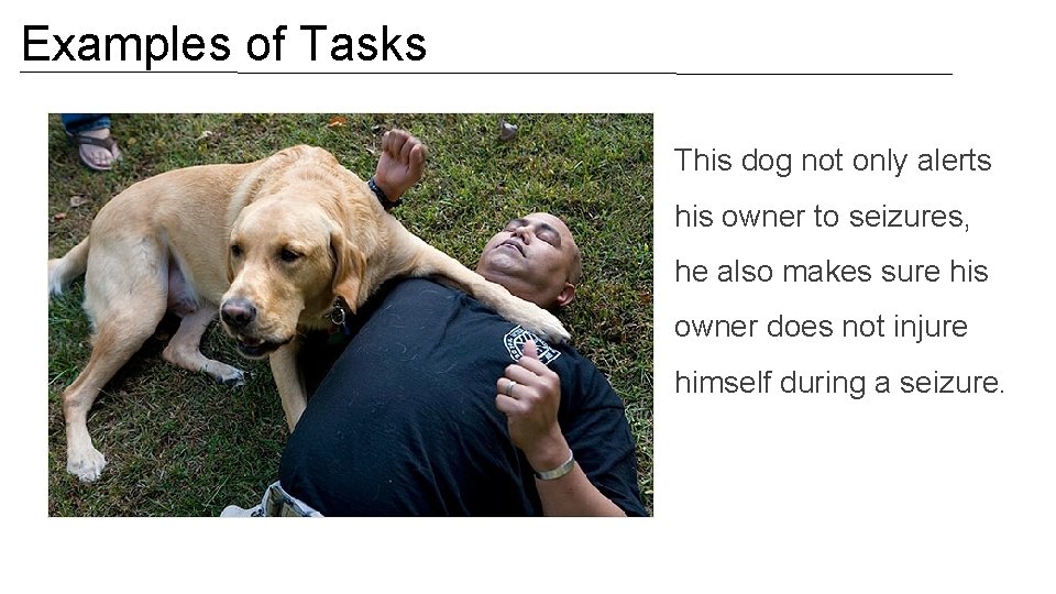 Examples of Tasks This dog not only alerts his owner to seizures, he also