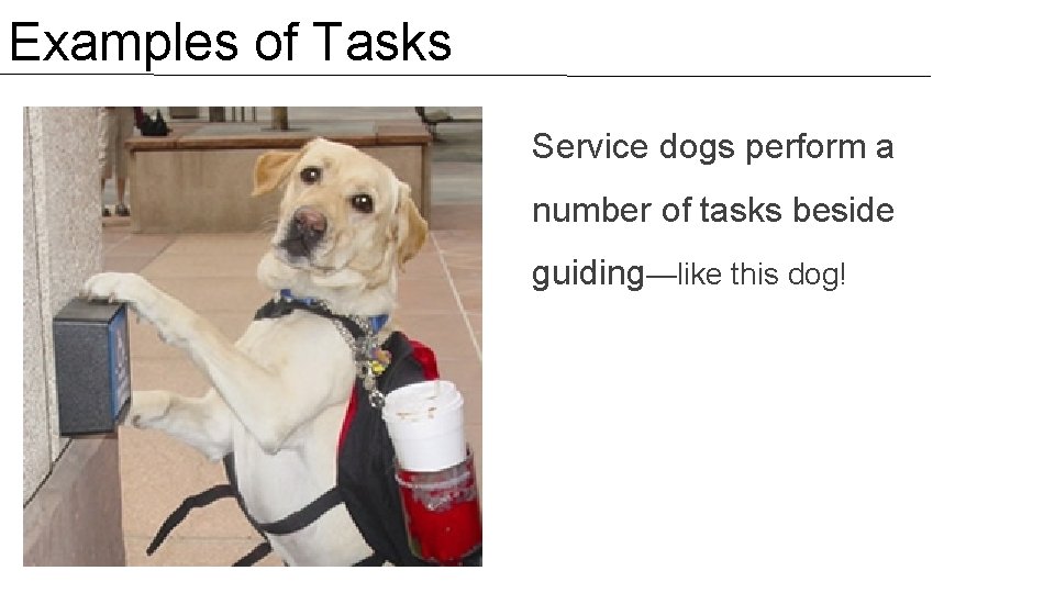 Examples of Tasks Service dogs perform a number of tasks beside guiding—like this dog!