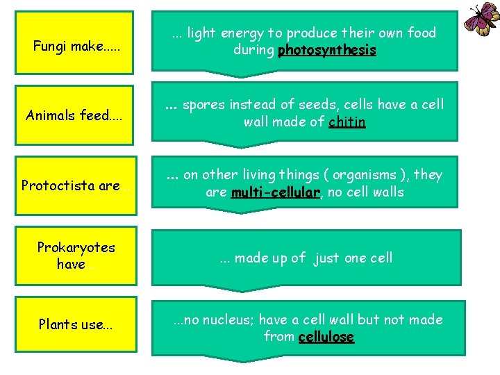 Fungi make. . . Animals feed. . Protoctista are. . . light energy to