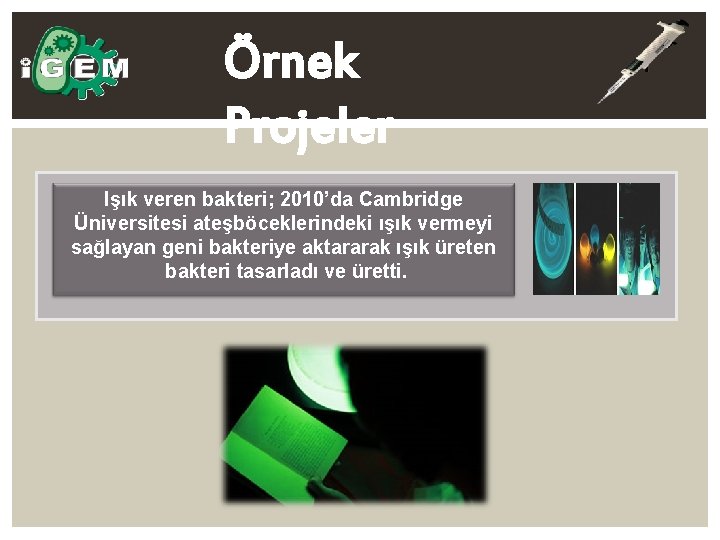 Örnek Projeler Işık veren bakteri; 2010’da Cambridge Üniversitesi ateşböceklerindeki ışık vermeyi sağlayan geni bakteriye