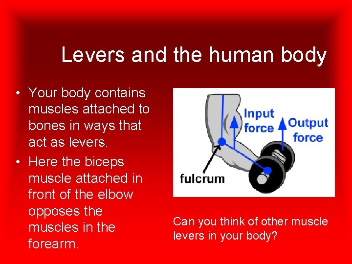 Levers and the human body • Your body contains muscles attached to bones in