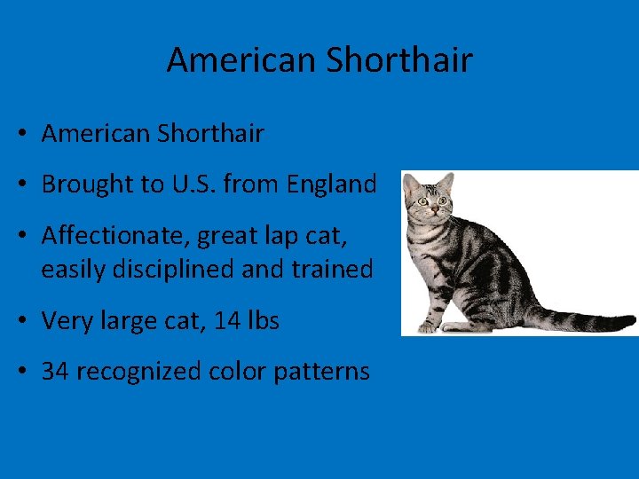 American Shorthair • Brought to U. S. from England • Affectionate, great lap cat,