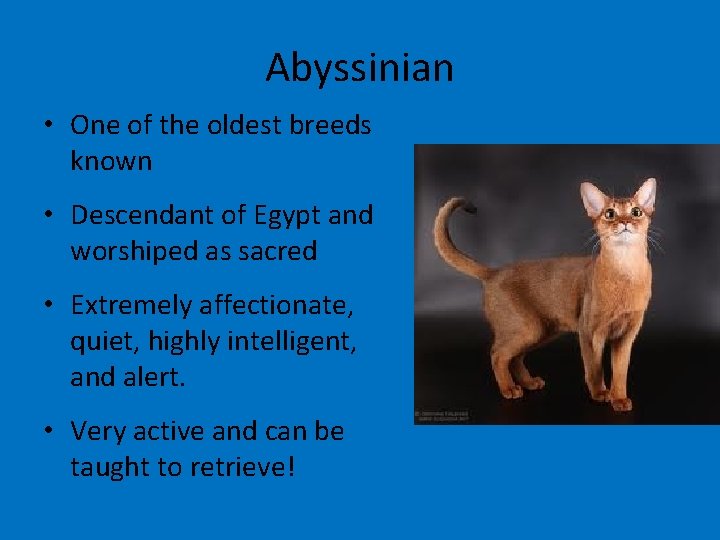 Abyssinian • One of the oldest breeds known • Descendant of Egypt and worshiped