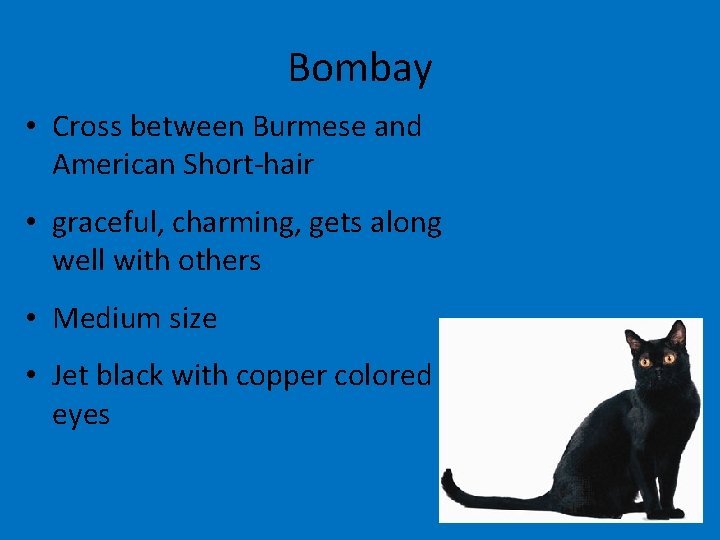 Bombay • Cross between Burmese and American Short-hair • graceful, charming, gets along well