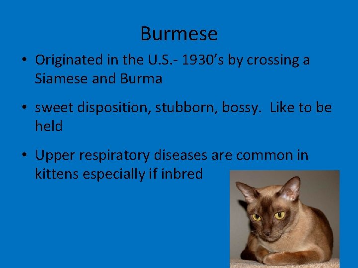 Burmese • Originated in the U. S. - 1930’s by crossing a Siamese and