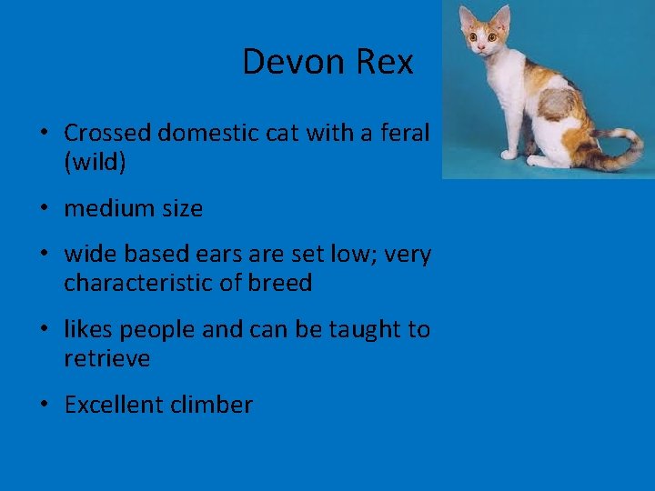 Devon Rex • Crossed domestic cat with a feral (wild) • medium size •